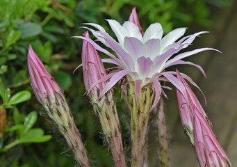 pink and white cactus flower
