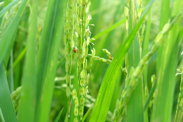 The insect attacks during the spikelet stage of the rice crop.