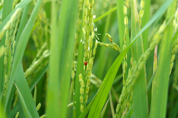 The insect attacks during the spikelet stage of the rice crop.