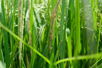 Fototapeta na wymiar A Rice blast is a fungus that feeds on the rice plant.