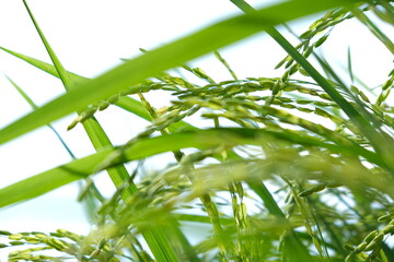 Rice field, dough stage, and mature stage.