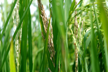 A Rice blast is a fungus that feeds on the rice plant.