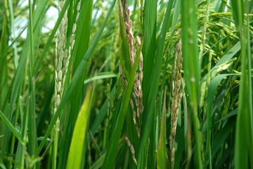 A Rice blast is a fungus that feeds on the rice plant.