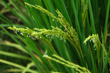 Rice field, dough stage, and mature stage.