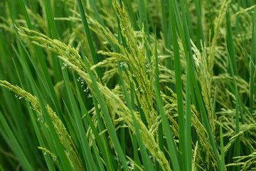 Fototapeta na wymiar Rice field, dough stage, and mature stage.