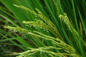 Rice field, dough stage, and mature stage.