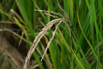 A Rice blast is a fungus that feeds on the rice plant.