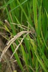 A Rice blast is a fungus that feeds on the rice plant.