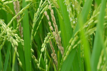 A Rice blast is a fungus that feeds on the rice plant.