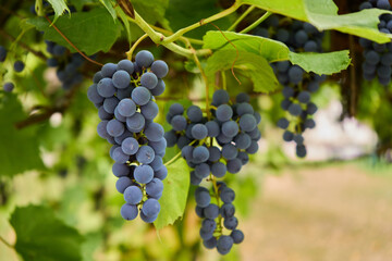 Two bunches of blue grapes on vine at garden.