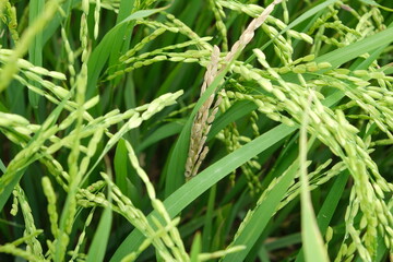 A Rice blast is a fungus that feeds on the rice plant.