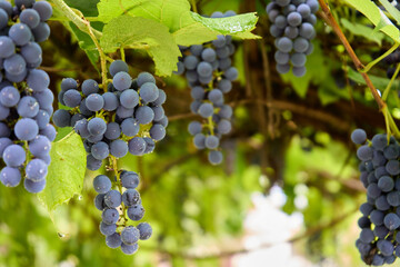 Multiple brunch of Shiraz grapes on vine. Large bunches of red wine grapes hang from a vine, warm...