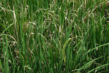 Obraz premium Sheath blight. Rice field diseases.