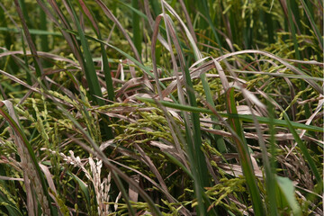 Sheath blight. Rice field diseases.
