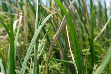Sheath blight. Rice field diseases.
