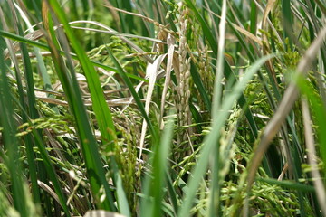 Sheath blight. Rice field diseases.
