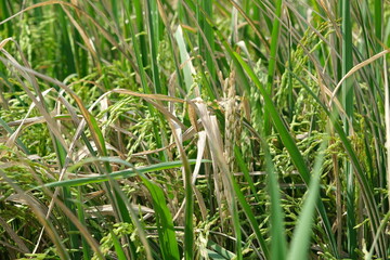 Sheath blight. Rice field diseases.
