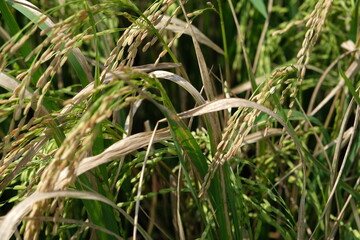 Sheath blight. Rice field diseases.
