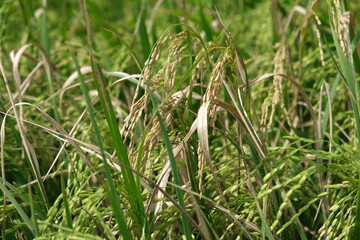 Sheath blight. Rice field diseases.
