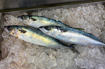 新鮮なサバ　焼き魚