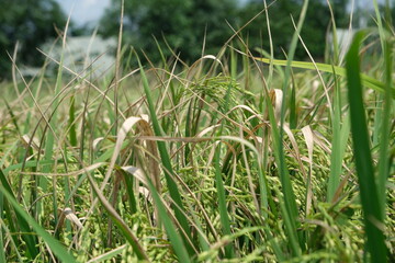 Sheath blight. Rice field diseases.
