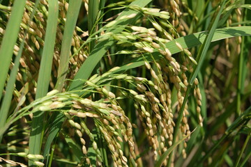 Rice field, dough stage, and mature stage.