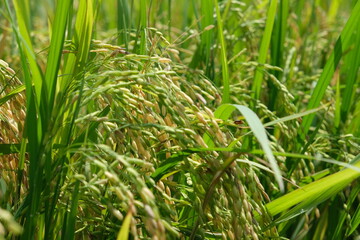 Rice field, dough stage, and mature stage.
