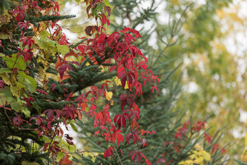 Virginia Creeper Growing On A Tree Limb In October