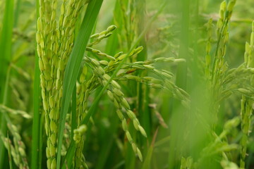 Rice field, dough stage, and mature stage.