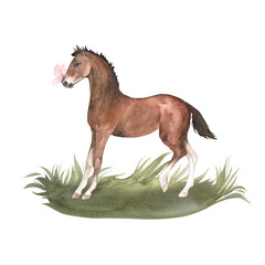 Fototapeta na wymiar Watercolor illustration of bay foal standing in green grass with pink butterfly