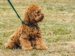 Cockerpoo in a sit position in grass field with copy space