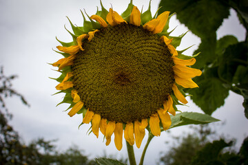 Sunflower against the gray autumn sky. Could be background.