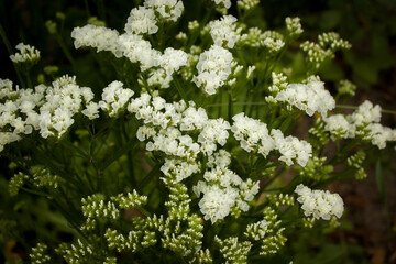 White staciza flowers on green stems. May be a natural background.