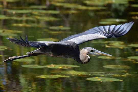 An extreme close-up of a great blue heron flying by at eye level over a patch of lillypads in a lake