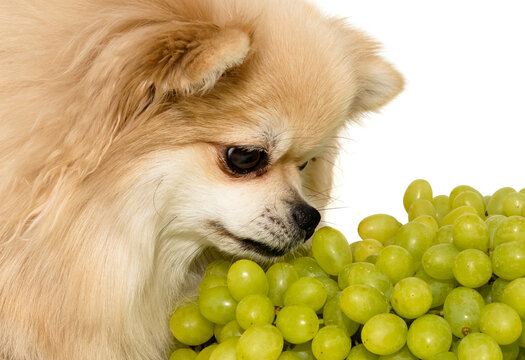 Pomeranian spitz eats fruit on a white background. Spitz isolate with grapes