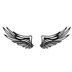 Wing isolated on white. PNG.
