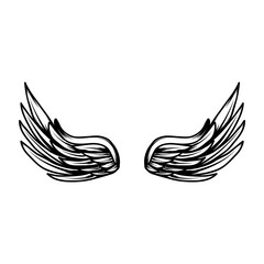 Wing isolated on white. PNG.