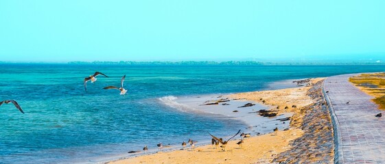 A beach with seagulls in Jizan, Saudi Arabia.