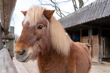 Fototapeta premium Pony