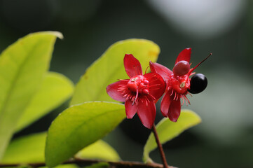 Flowers of a Bird's eye (Ochna serrulata) bush