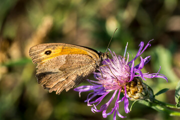 Small hay moth (Coenonympha pamphilus)