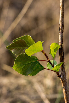 The gray poplar(Populus x canescens) young leaves