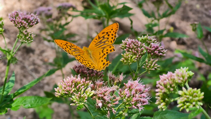 butterfly on a flower
