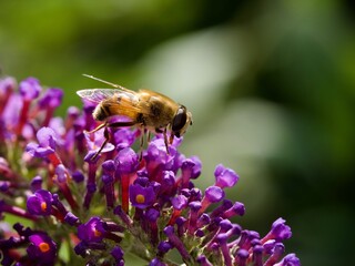 Bee on Buddleija Plant