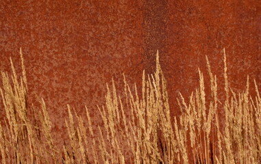 Fototapeta premium Trockene Gräser vor einer Metallfläche