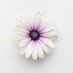 Obraz premium Flower on white background with copy space. Floral close-up.
