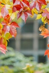 Red and green leaves of Parthenoc ssus quinquefolia Virginia creeper . Multicolored leaves of wild...