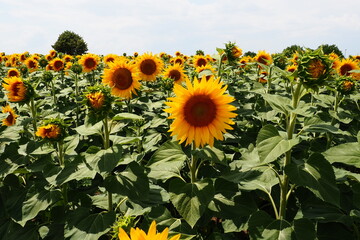 The Helianthus sunflower is a genus of plants in the Asteraceae family. Annual sunflower and...