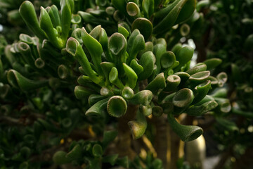 Fototapeta na wymiar Crassula ovata jade ET fingers or Shrek plant
