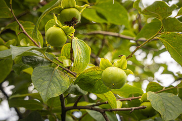 Group of fresh green persimmons with green leaves is on the tree in the garden